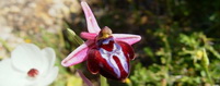 Orchid Paleochora